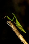 Voglio sottoporre agli amici queste due immagini. La prima  stata ottenuta con Nikon d50 su Sigma 150mm apo macro, 1/250 sec. f/9,5, treppiede, sottoesposizione intenzionale di -2,0 stop mentre la seconda stessa attrezzatura ma 1/60 sec, flash, f/9,5. Lo scopo era quello di ottenere lo sfondo scuro. Quale delle due  migliore, secondo voi?