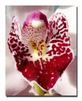 Orchidea Orchidea