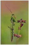 Mantis.. equilibrista... Mantis.. equilibrista...