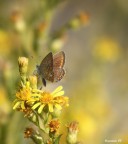Farfalle e colori di uno splendido Ottobre Farfalle e colori di uno splendido Ottobre