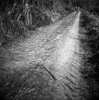 Immagini dal padule #4 Immagini dal padule #4