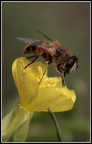 Eristalis thenax su fiore yellow Eristalis thenax su fiore yellow