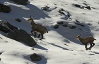 Camosci sul nevaio Camosci sul nevaio