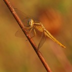 il colore dell'oro il colore dell'oro