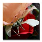 Grillo vero su rosa finta Grillo vero su rosa finta