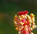 Pistillone Pistillone