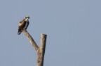 Falco di palude Falco di palude