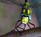 Ciao bella.... Ciao bella....