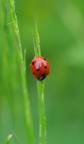 coccinella coccinella