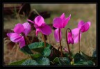 ciclamini ciclamini