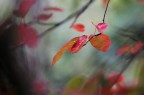 Rossautunno Rossautunno