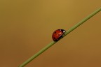 Coccinella Coccinella