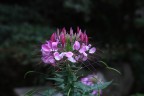 Fiore