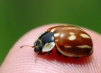 Strana coccinella.... Strana coccinella....