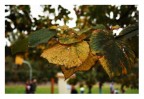 Foglie d'autunno