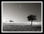 ...THE MOON & THE TREE ...THE MOON & THE TREE