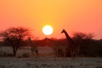 Namibia, giraffe al tramonto Namibia, giraffe al tramonto