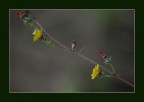 il fiore perso .... il fiore perso ....