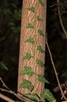 Edera Edera