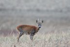 Capriolo nella Savana... Capriolo nella Savana...