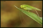 la cavalletta al verde (Phaneroptera) la cavalletta al verde (Phaneroptera)