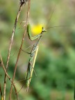 Mantide aurea. Mantide aurea.