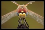 Ritratto sympetrum fonscolombii Ritratto sympetrum fonscolombii