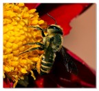 Piatto ricco.....mi ci ficco! Piatto ricco.....mi ci ficco!