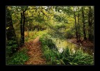 Dentro il bosco