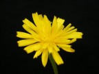 yellowmood yellowmood