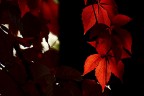 Rosso nel buio