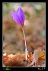 Dalla morte...nasce un fiore... Dalla morte...nasce un fiore...