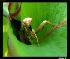 Alien...il ritorno Alien...il ritorno