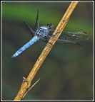 libellula libellula