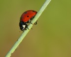 Coccinella Coccinella