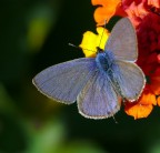 Farfallando.... Farfallando....