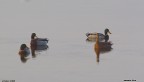LIPU (saline Priolo)