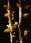 E' autunno E' autunno