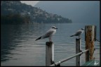 in Lugano
