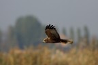 in volo in volo