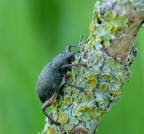 Otiorrhynchus Armadillo Otiorrhynchus Armadillo