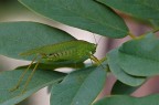Tettigonide Tettigonide