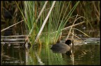Fulica atra - Folaga - Coot Fulica atra - Folaga - Coot