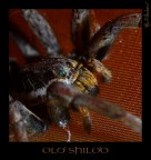 La Vecchia Shilob La Vecchia Shilob