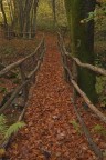 nel bosco d'autunno nel bosco d'autunno