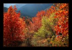 Magia d'autunno Magia d'autunno