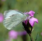 Farfallando....2 Farfallando....2