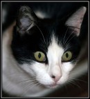 occhi di gatta occhi di gatta