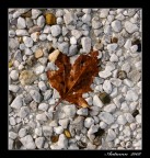 Colori d' autunno Colori d' autunno