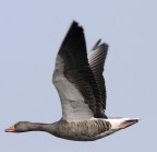 Anitra Selvatica in volo Anitra Selvatica in volo